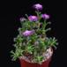 Trichodiadema densum 2