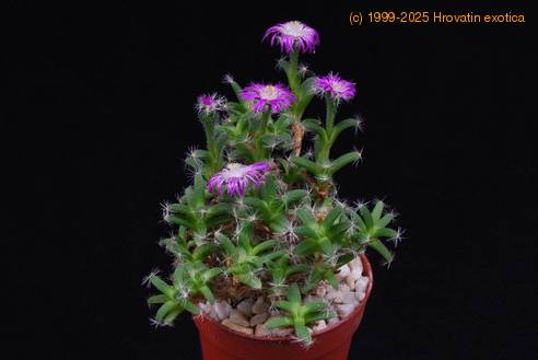 Trichodiadema densum 2