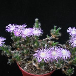 Trichodiadema densum