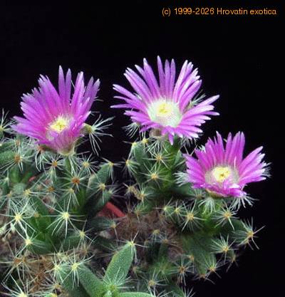 trichodiadema densum fl