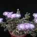 Trichodiadema densum SIb