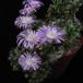 Trichodiadema densum SIf