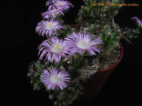 Trichodiadema densum SIf