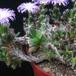 Trichodiadema densum SIt