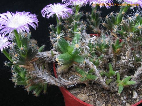 Trichodiadema densum SIt