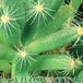 Trichodiadema densum thorn 1522