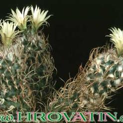 Turbinicarpus flaviflorus