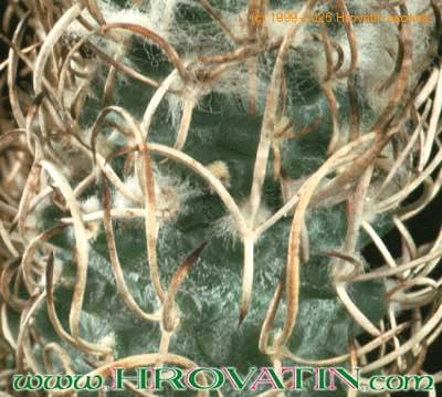 Turbinicarpus flaviflorus thorn 282