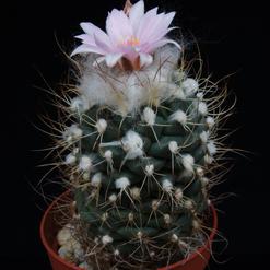 Turbinicarpus lauii