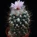 Turbinicarpus lauii SIb 2