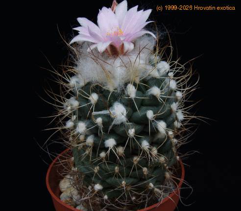 Turbinicarpus lauii SIb 2