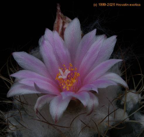 Turbinicarpus lauii SIf