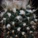 Turbinicarpus lauii SIt