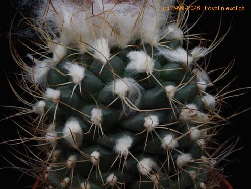 Turbinicarpus lauii SIt