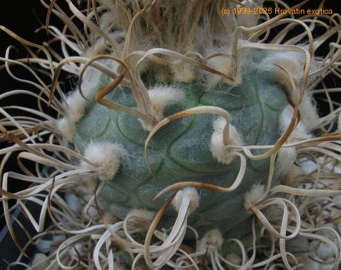Turbinicarpus  machrochele bodice