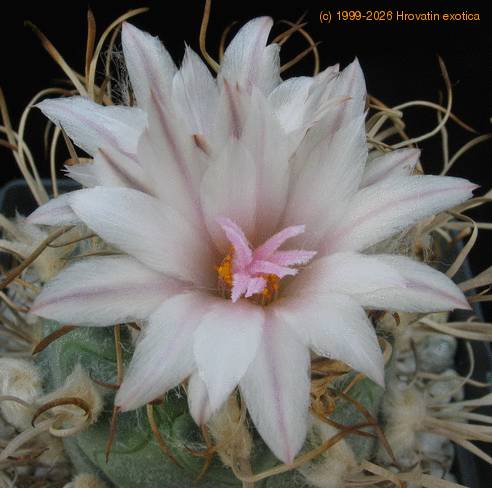 Turbinicarpus  machrochele cvet