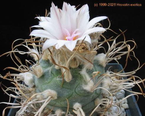 Turbinicarpus  machrochele telo