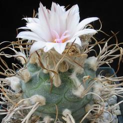 Turbinicarpus macrochele