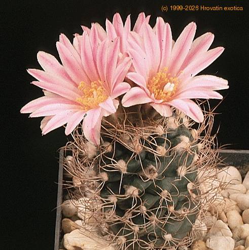 Turbinicarpus pseudomacrochele-803