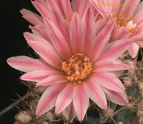 Turbinicarpus pseudomacrochele-804