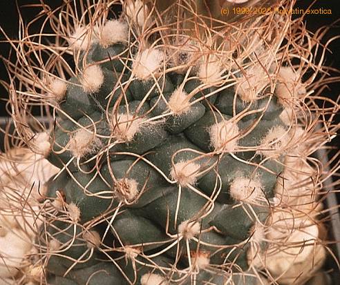 Turbinicarpus pseudomacrochele-805