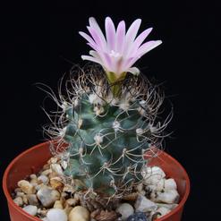 Turbinicarpus pseudomacrochele