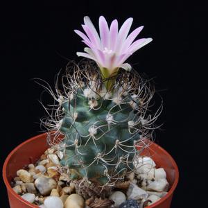 Turbinicarpus pseudomacrochele