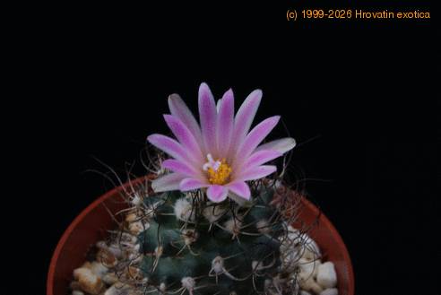 Turbinicarpus pseudomacrochele ssp lausseri-flower