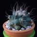 Turbinicarpus swobodae MOP