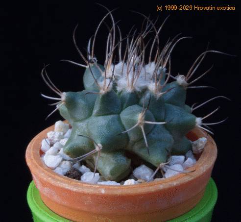 Turbinicarpus swobodae MOP