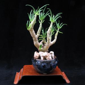 Tylecodon reticulatus