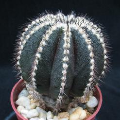 Uebelmania pectinifera