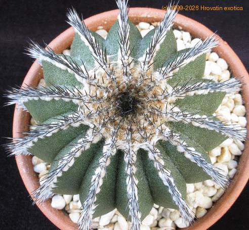 Uebelmania pectinifera body