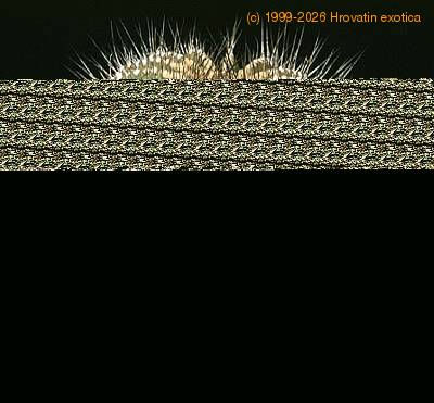 Uebelmannia flavispina 367