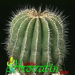 Uebelmannia flavispina