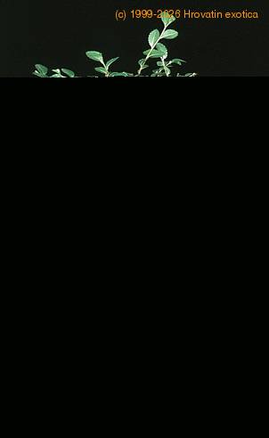 Ulmus parvifolia 2625