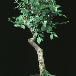 Ulmus parvifolia
