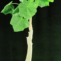 Uncarina grandidieri