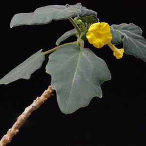 Uncarina leptocarpa