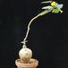 Uncarina leptocarpa SIb