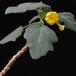 Uncarina leptocarpa SIf