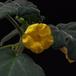 Uncarina leptocarpa SIf1