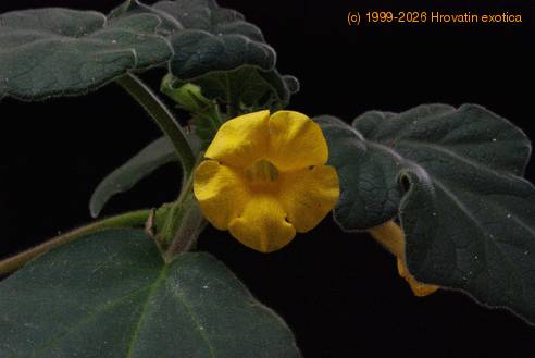 Uncarina leptocarpa SIf1