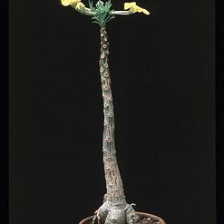 Uncarina roeoesliana