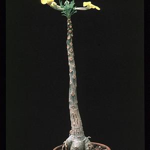 Uncarina roeoesliana