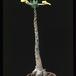 Uncarina roesliana 1677