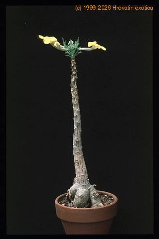 Uncarina roesliana 1677