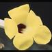 Uncarina roesliana 1678