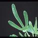 Uncarina roesliana 1679