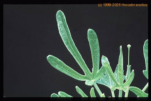 Uncarina roesliana 1679